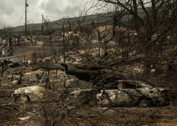 Los cadáveres de automóviles se ven entre las cenizas del vecindario quemado después de un incendio forestal, en Lahaina, en el oeste de Maui, Hawái, el 14 de agosto de 2023. - El número de muertos en los incendios forestales de Hawái aumentó a 99 y podría duplicarse en los próximos 10 días, dijo el gobernador del estado el 14 de agosto, mientras el personal de emergencia recorría minuciosamente el paisaje incinerado en busca de más restos humanos.