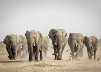 Cientos de elefantes migran de Zimbabue ante escasez de agua
