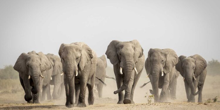Cientos de elefantes migran de Zimbabue ante escasez de agua