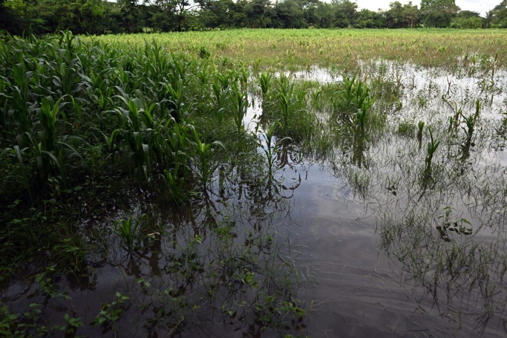 Pilar deja pérdidas por 22 millones de dólares en agricultura en El Salvador