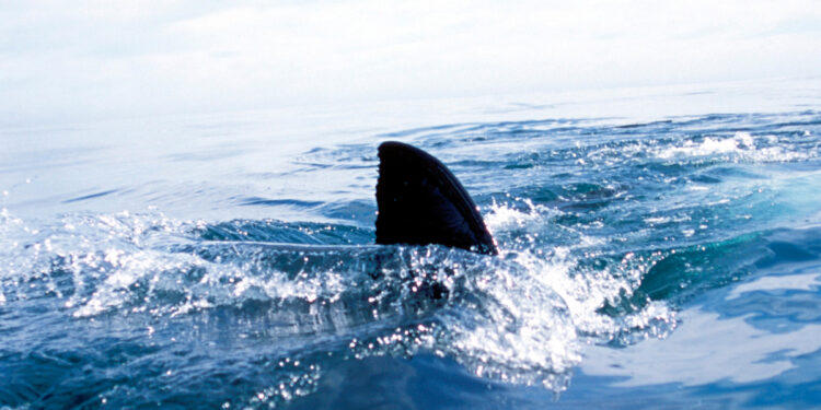 Muere turista estadounidense por ataque de tiburón en Bahamas. Foto: Referencial