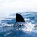 Muere turista estadounidense por ataque de tiburón en Bahamas. Foto: Referencial