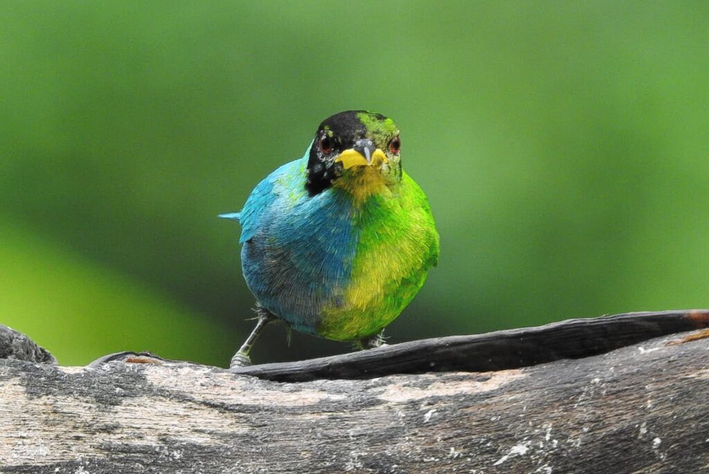 Descubren un pájaro con ambos sexos en Colombia