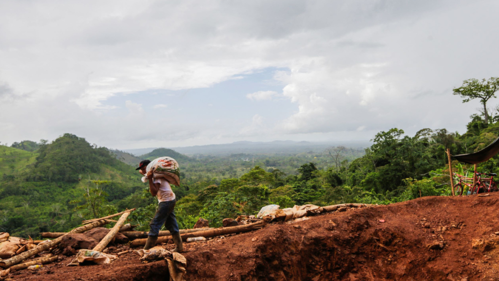 Régimen promueve la «explotación forestal» al suspender la veda del corte de pinos, cedros reales y pochote en Nicaragua