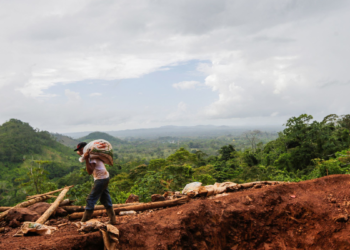 Régimen vuelve a suspender vedas sobre las especies de pinos, cedros reales y pochotes para «continuar con su explotación forestal». Foto: INTI CON/AFP