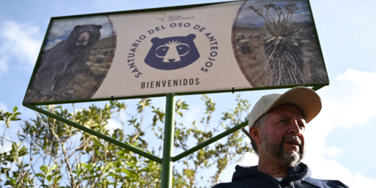 El veterinario Orlando Feliciano habla durante una entrevista con AFP durante la inauguración de un santuario dedicado a la conservación del oso de anteojos (Tremarctos ornatu) en la Reserva Natural del Páramo en el Municipio de Guasca, Departamento de Cundinamarca, Colombia, el 21 de febrero de 2024. (Foto de Raul ARBOLEDA / AFP)