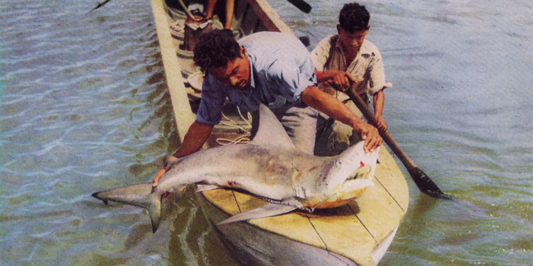Pescadores capturan un tiburón toro hace más de 50 años.