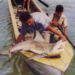 Pescadores capturan un tiburón toro hace más de 50 años.