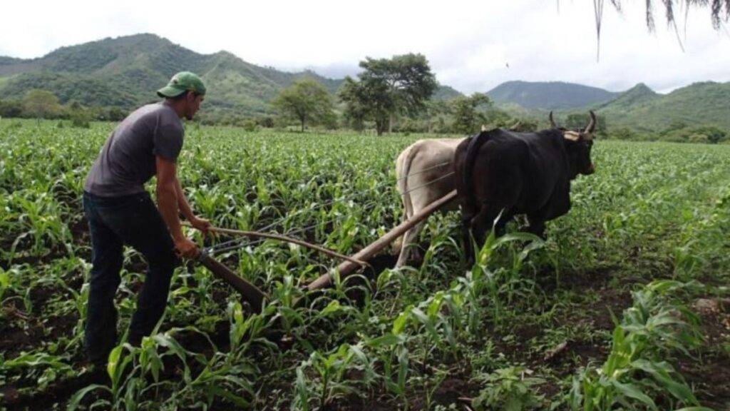 Trabajadores del campo reciben salarios de miseria en Nicaragua