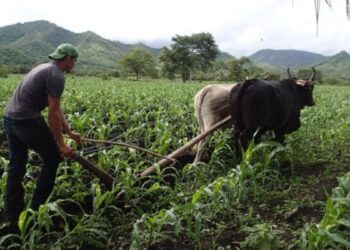 Trabajadores del campo reciben salarios de miseria en Nicaragua