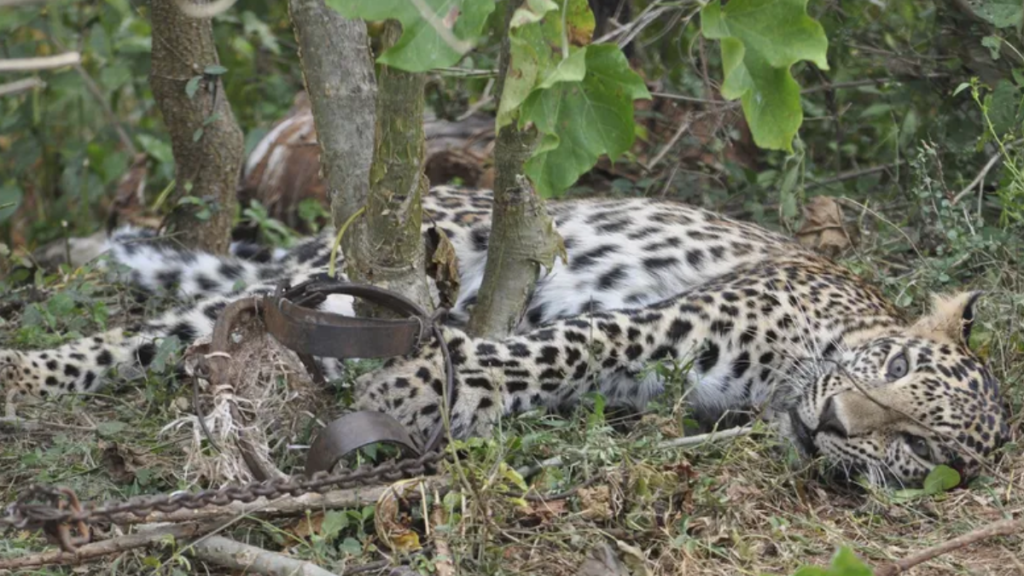 Cazadores furtivos y ciudadanos inconscientes «depredan» sin piedad la fauna nicaragüense 