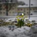 Se colocan velas y flores en la nieve frente a la escuela Viertola para rendir homenaje a las víctimas en Vantaa, en el norte de la capital finlandesa, Helsinki, el 3 de abril de 2024, un día después de que un niño de 12 años abriera fuego en el interior de la escuela. escuela, matando a un compañero de clase e hiriendo gravemente a otros dos niños. - Finlandia ondeará sus banderas a media asta el 3 de abril de 2024, para conmemorar el luto del país después de que un niño de 12 años abriera fuego en una escuela, matando a un compañero e hiriendo gravemente a otros dos en la ciudad de Vantaa. (Foto de Olivier MORIN / AFP)