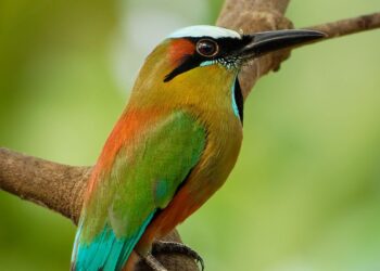 El guardabarranco es un ave que cuenta con un plumaje colorido y encantador.