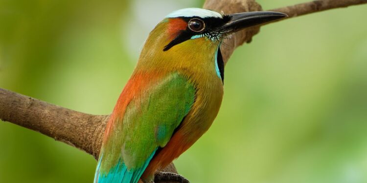 El guardabarranco es un ave que cuenta con un plumaje colorido y encantador.