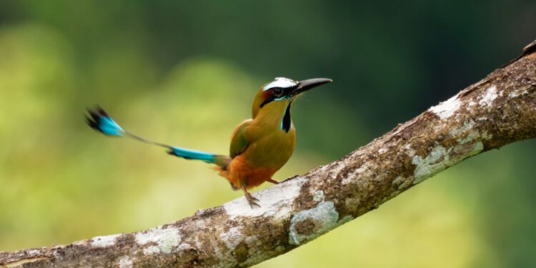 El Guardabarranco, una ave que nació para ser libre y que se «suicida» si es enjaulada.