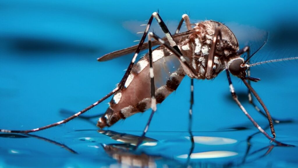 Unión Europea dona 1,500,000 euros para combatir el dengue en Nicaragua y otros países latinoamericanos