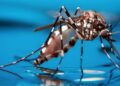 Unión Europea dona 1,500,000 euros para combatir el dengue en Nicaragua y otros países latinoamericanos. Foto: MD.Saúde.