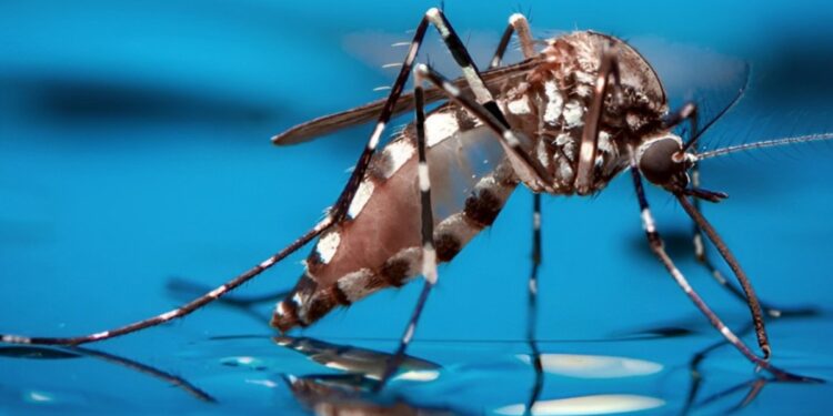 Unión Europea dona 1,500,000 euros para combatir el dengue en Nicaragua y otros países latinoamericanos. Foto: MD.Saúde.
