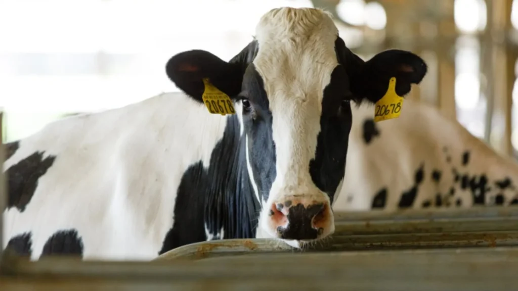 EEUU detecta su primer caso humano de gripe aviar transmitido por una vaca lechera