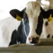 EEUU detecta su primer caso humano de gripe aviar transmitido por una vaca lechera