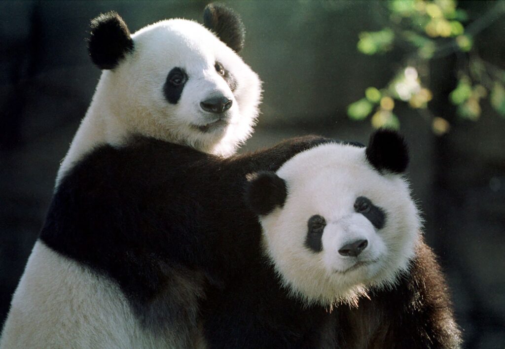 China regala dos osos pandas a Estados Unidos como simbolo de una sana diplomácia
