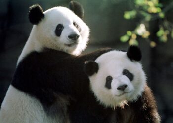 China regala dos osos pandas a Estados Unidos como simbolo de una sana diplomácia