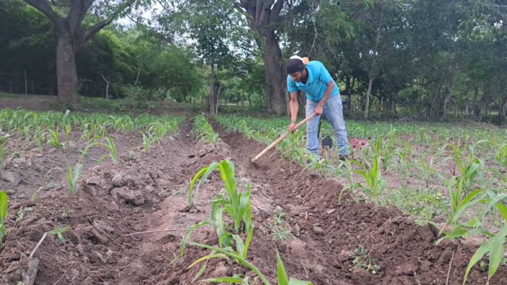 Campesinos optimistas por buen invierno, pero preocupados por falta de mano de obra y caminos