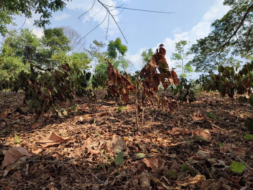 Lluvias tardan en llegar y cultivos de café en el norte de Nicaragua «padecen sed severa» 