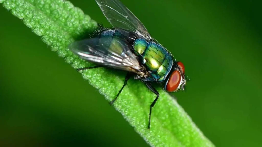 Costa Rica en alerta, un muerto y siete infectados por el gusano barrenador