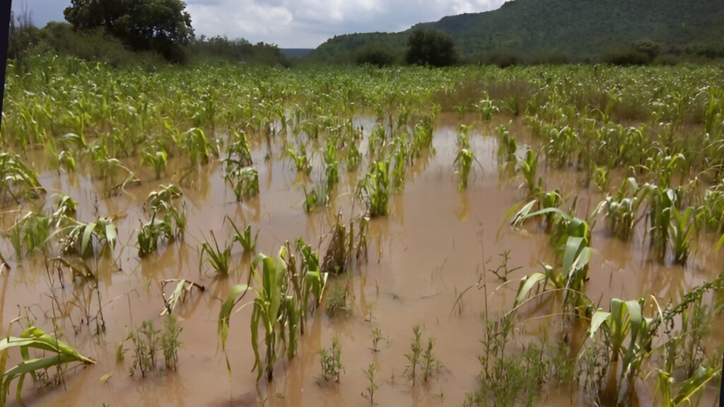 Exceso de lluvia en el norte de Nicaragua pone en peligro la siembra de primera de maíz y frijol
