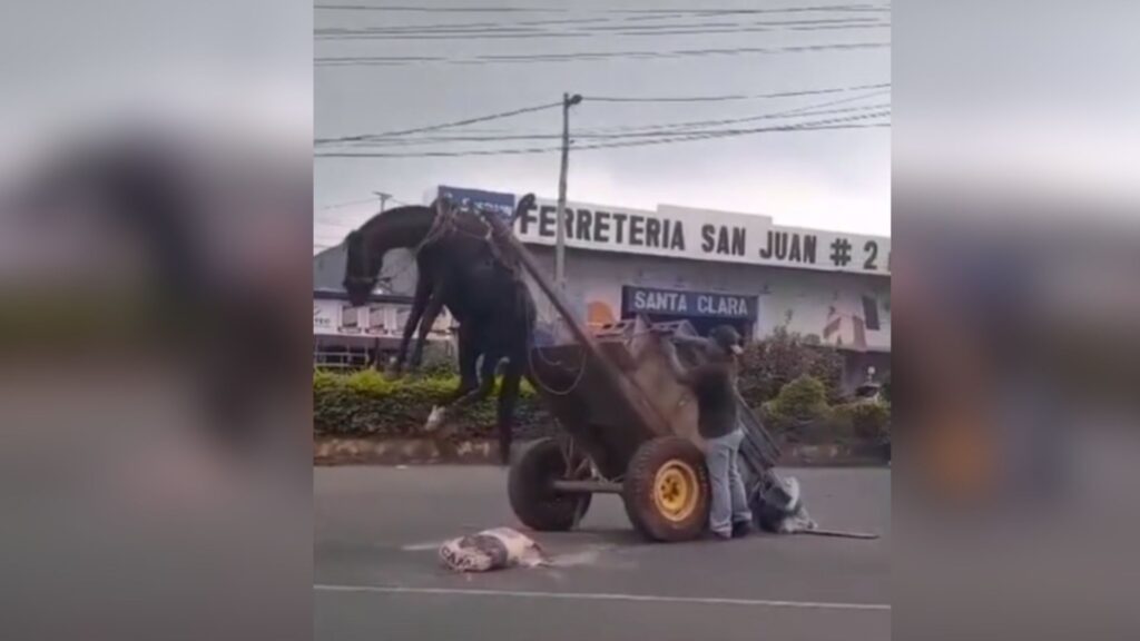 Frente a explotación y sobrecarga a caballos, el Estado es incapaz de aplicar la Ley de Protección Animal