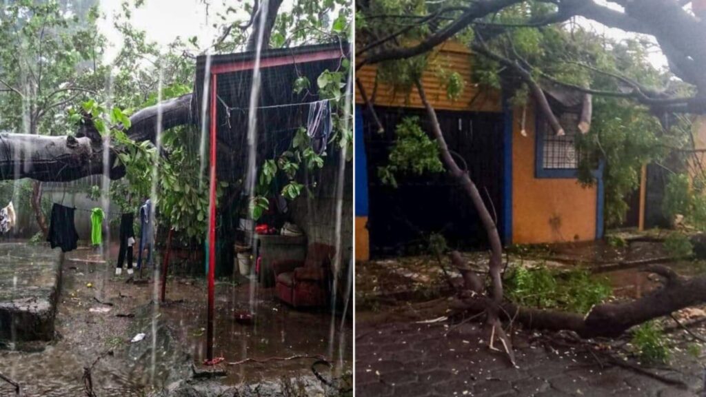 lluvias-en-managua-arboles-caidos-alcaldia-de-managua-1-scaled