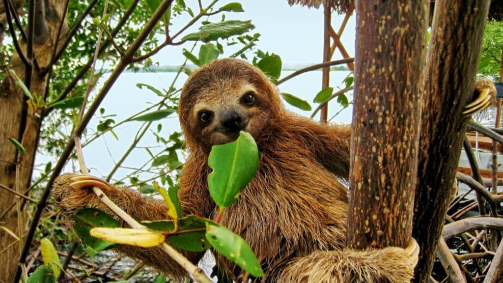 Nicaragua inaugura primer santuario de osos perezosos en el volcán Mombacho