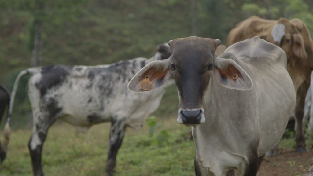 Llaman a boicotear la carne nicaragüense en el mercado internacional por producción ilegal en reservas y territorios indígenas