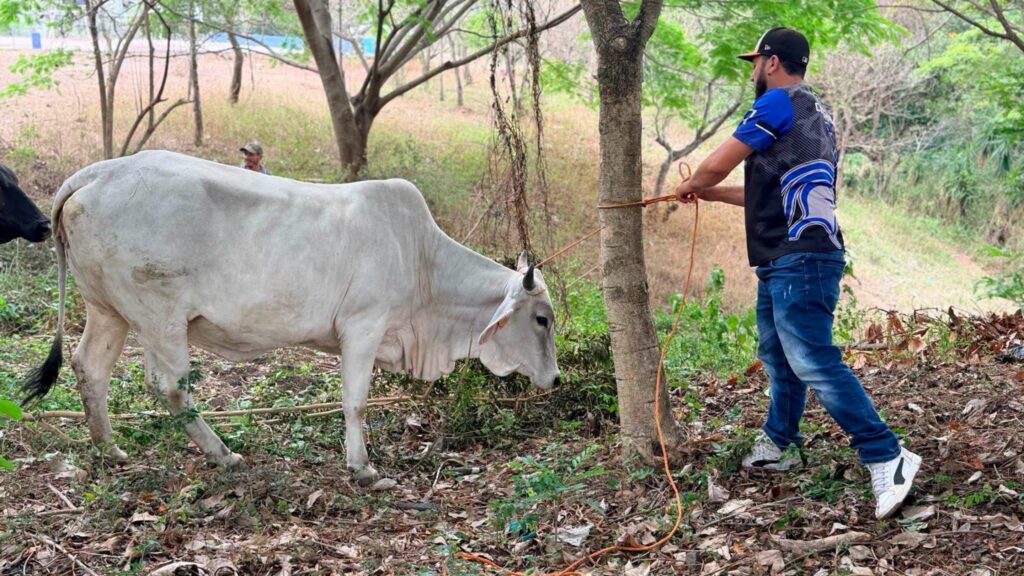 Alcaldía de Estelí confiscará ganado que deambule por las calles de esa ciudad y multará a sus dueños