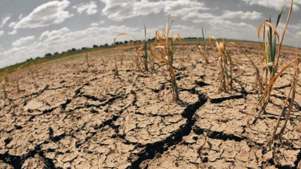 «Maíz y frijoles se perdieron»: El Niño devasta los cultivos en el corredor seco de Nicaragua